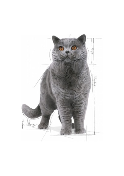 Royal Canin British Shorthair Pouch Yetişkin Kedi Yaş Maması 12 x 85 G