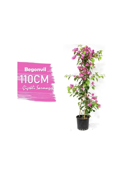 1 Adet Pembe Renk Begonvil Çiçeği Fidanı 80-100 Cm Saksılı/tüplü Çiçekli Bodur Bitkiler Pink Bougainvillea