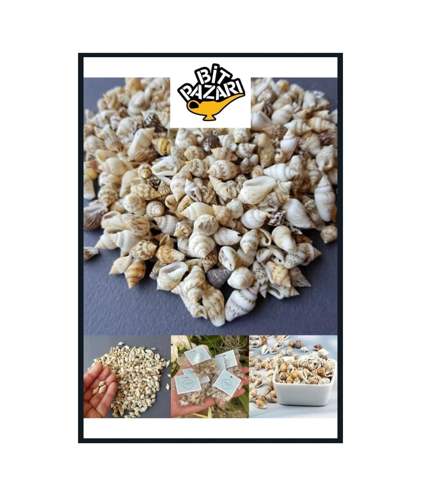 250 Adet Nassa Shell Doğal Deniz Kabuğu Epoksi Dekor Kabuğu Boyut Ortalama 1 Cm
