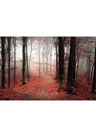 Kırmızı Orman Manzarası Duvar Kağıdı