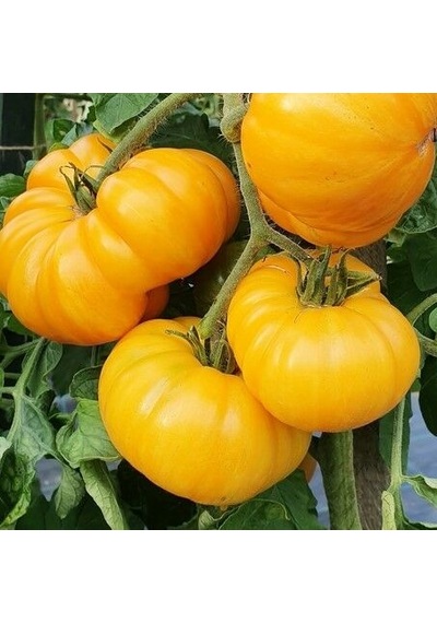 Big Yellow Domates Tohumu 15 Tohum