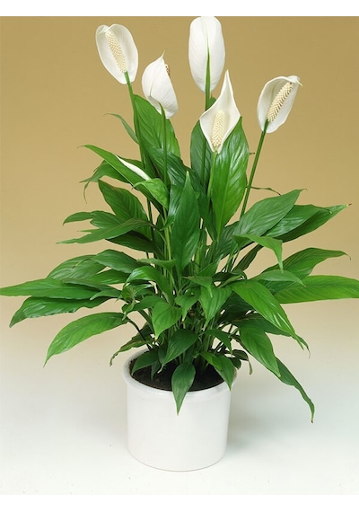 BARIŞ ÇİÇEĞİ Spathiphyllum - Hediyelik Salon Ofis Bitkisi