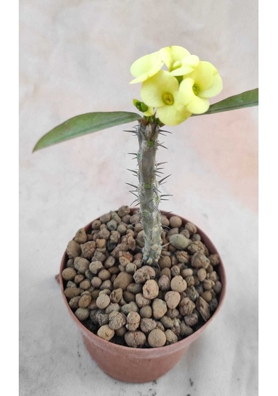 Videolu Milli Dikenler Tacı 15-25 Cm 5 Farklı Renk Saksılı Kaktüs Euphorbia