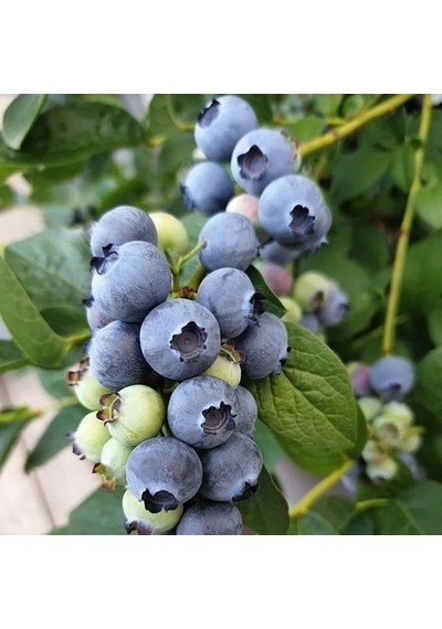 Ayrex Darrow Cinsi Yaban Mersini Blueberry Fidanı, Tüplü