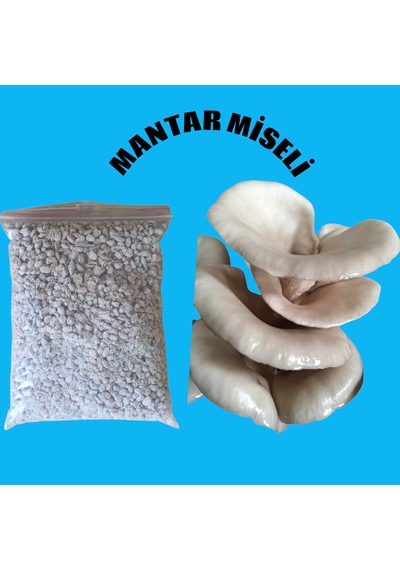 40 Kg İstiridye Mantarı Tohumu 1 adet