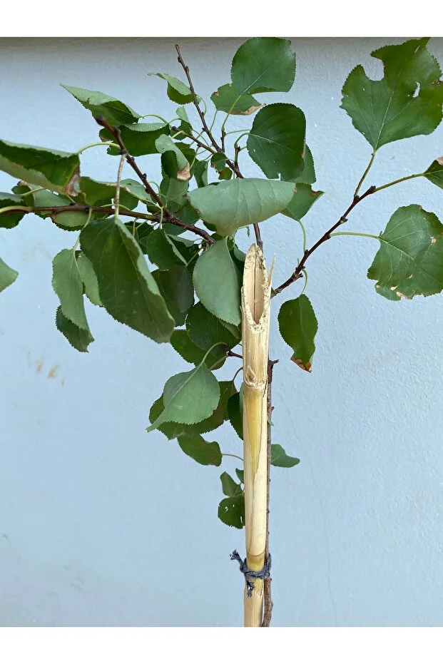 Şekerpare Kayısı Fidanı - 2 Yaş Tüplü, Canlı, Sağlıklı 140 Cm