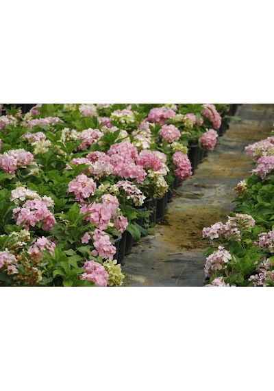 Ortanca Fidanı 5 Adet - Saksılı 20-40 Cm