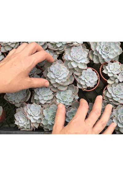Echeveria Morning Beauty - Sabah Güzeli Sukulent 50 Adet
