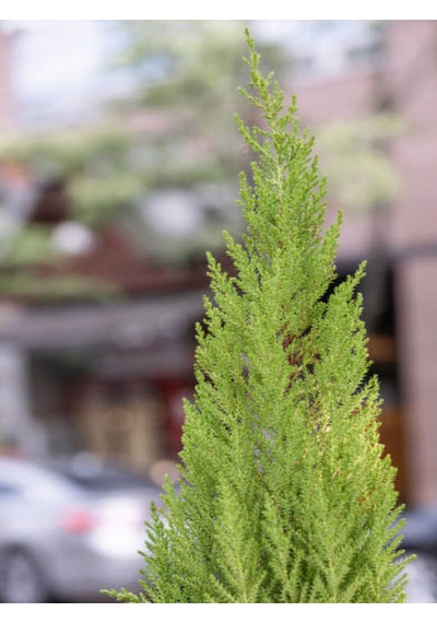 Videolu Limon Çamı/servi 1 Adet Saksılı/tüplü 30-60 Cm Dış Mekan Bitkisi Cupressus Macrocarpa