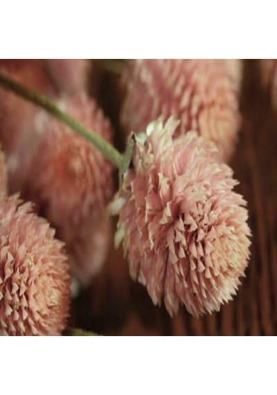 Gomphrena Globosa Somon Medine Çiçeği Tohumu 50 Tohum