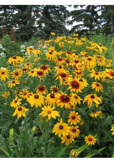 20 Adet Indian Summer Glorıosa Daısy Tohumu