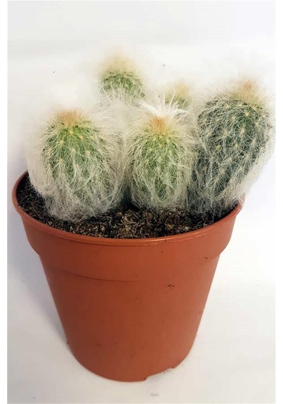 Kaktüs Espostoa Lanata