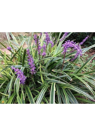 Çim Zambağı 20 Adet 'Liriope Muscari Variegata'