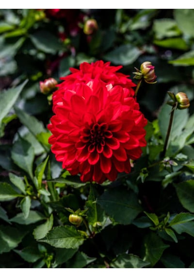 Videolu Kırmızı Dalia Fidanı 20 40 Cm 1 Adet Saksılı Çiçekli Bodur Bitki Dahlia