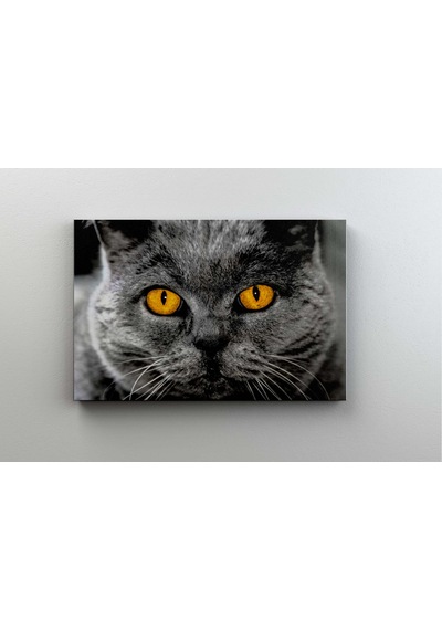 British Shorthair Kedi Kanvas Tablo