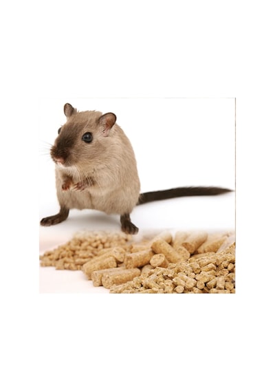 1 Kg Hamster Yemi