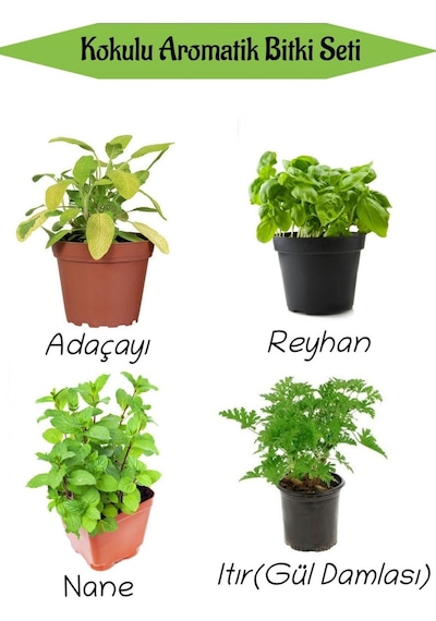 Aromatik Kokulu Mutfak Seti Adaçayı+reyhan+nane+ıtır Fidesi 4 Adet