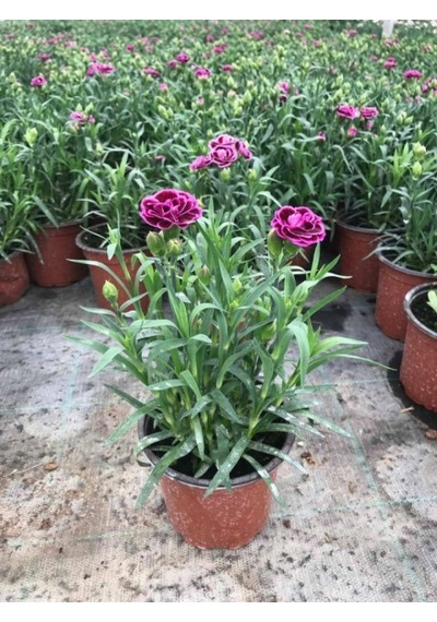 Çin Karanfili Dianthus Sinensis Pembe 5 Adet