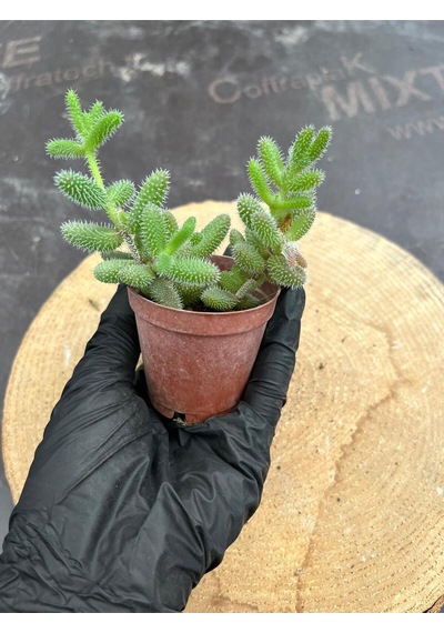 Delosperma Echinatum-5,5 Cm Saksıda Tombul Tüylü Yapraklı Sukulent - Saksı Hediyeli