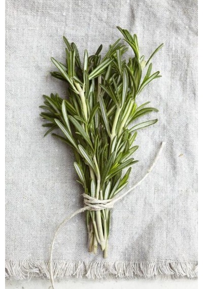 Bahçevilya 2 Adet Saksılı Biberiye Rosmarinus Officinalis