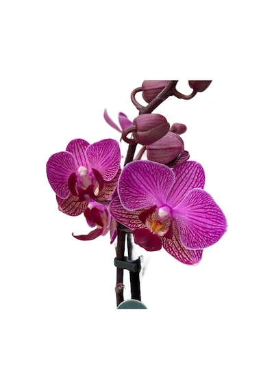 Phalaenopsis 'vienna' Fuşya Orkide Ø12 Cm 45-50 Cm