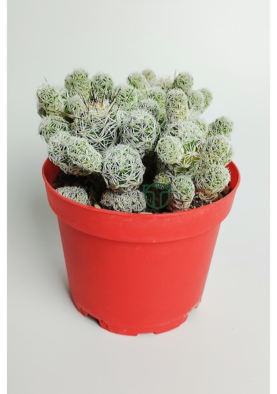 Dantel Kaktüs Beyaz Nadir Mammillaria Gracilis Fragilis Özel Tür