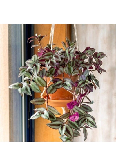 Çok Avantajlı Telgraf Çiçeği Askılı Saksı Tradescantia Zebrina Çiçeği
