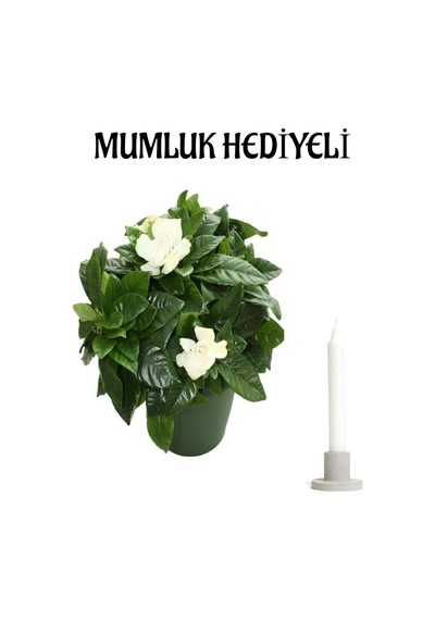 Kokulu Gardenya Çiçeği Sevgililer Gününe Özel Mumluk Hediyeli Salon Çiçeği