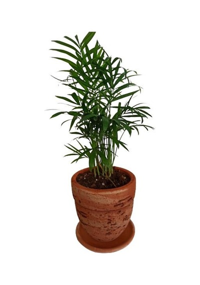 Toprak Saksıda Chamaedorea Elegans Areka Palmiyesi