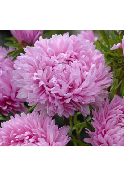 Aster Kasımpatı Krizantem Pembe Renkli 20 Tohum