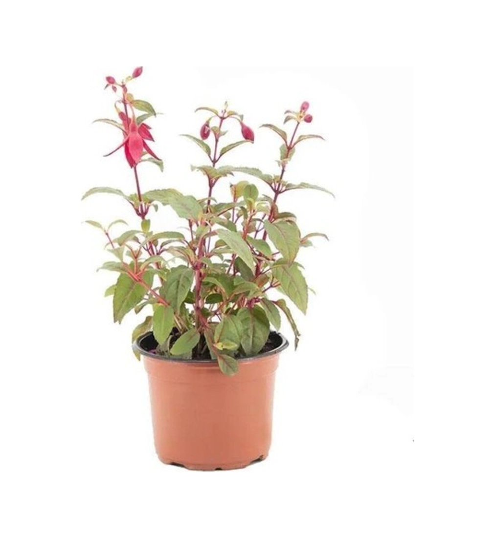 Kırmızı Mor Küpeli Çiçeği Fidanı 10-20 Cm
