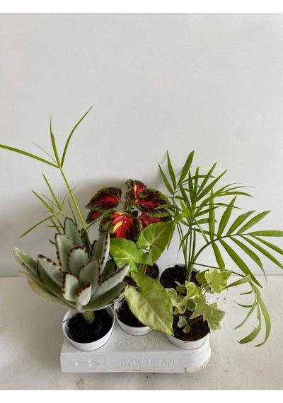 6'lı Bitki Hedera+areka+melek Kanadı+yaprak Güzeli+japon Şemsiyesi+ayı Pençesi