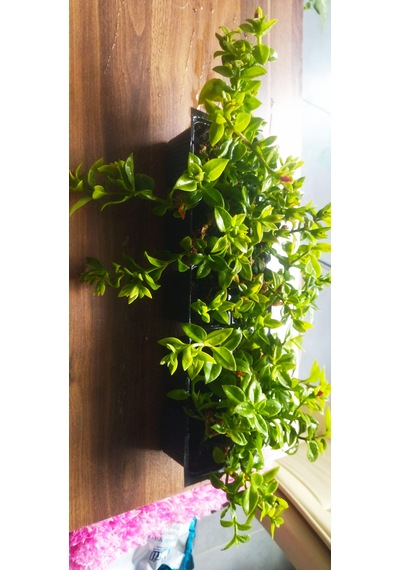 10'lu Buz Çiçeği Saksı Çiçeği Sarkıcı Yer Örtücü Güneş Seven Dayanıklı Çiçek Mezar Balkon Bahçe Çiçeği