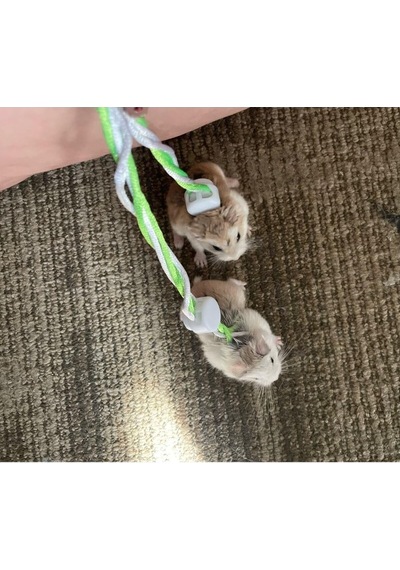 Ozzipetshop Gonzales Hamster Gezdirme Ve Dolaştırma Tasması Patentli Tasarım