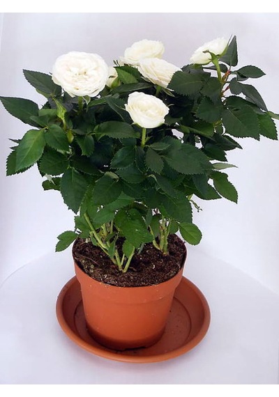 Videolu Çıtır Minyatür Beyaz Renkli Gül 20 30 Cm 1 Adet Saksılı Aşılı Gül White Rose