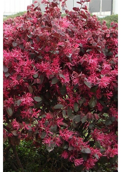 Rüya Çiçeği | Loropetalum Fidanı 15-20 cm