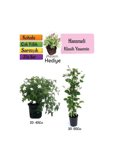 Klasik Kokulu Yasemin+kokulu Hanıme Çiçeği+mezem Çiçeği 3'lü Peyzaj Seti