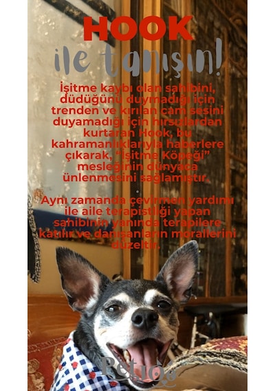 Petjoo 7.Hook Gri-Kırmızı Qr'lı Köpek Künyesi