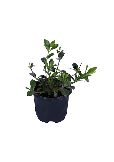 Gardenya Çiçeği-gardenia Jasminoides- Köklü,kendi Bitkini Yetiştir Yoğun Kokulu