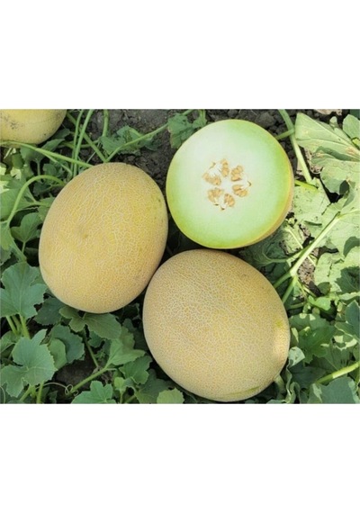 Ananas Kavun Tohumu 15 Adet Tohum Bal Kavun