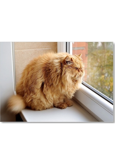 Cakasepetim Pencerede Şişman Kedi Ahşap Mdf Tablo