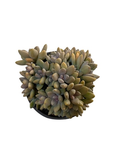 Graptopetalum 'Mirinae Cristata' (Sukulent) Ø12 CM Y15-20 CM