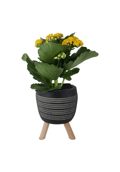 Sarı Kalanşo Siyah Damla Saksıda Kalanchoe