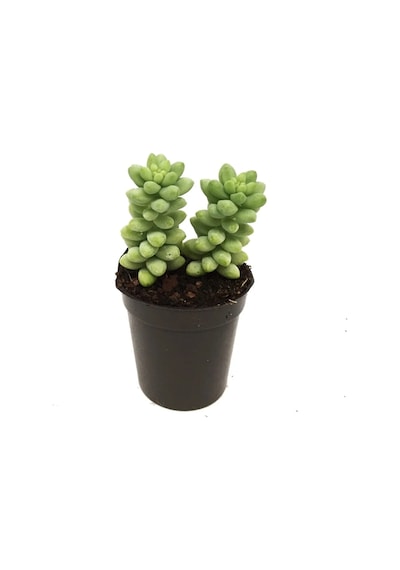 Sedum Burros Taıl Sukulent