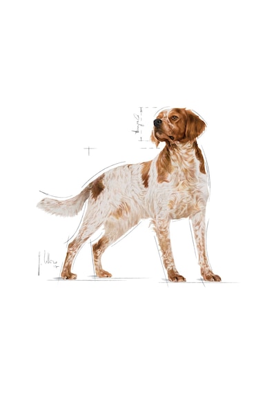 Royal Canin Medium Adult Orta Irk Yetişkin Köpek Yaş Maması 10 x 140 G