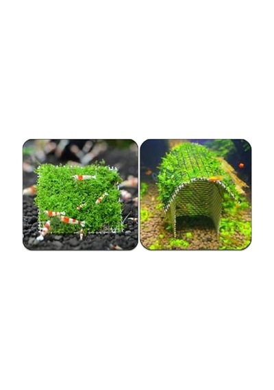 10x10 Cm Akvaryum Dekoru, Tele Sarılı Willi Moss