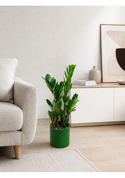 Zeze Çiçeği - Zamia Yeşil Seramik Saksıda 40-50 Cm