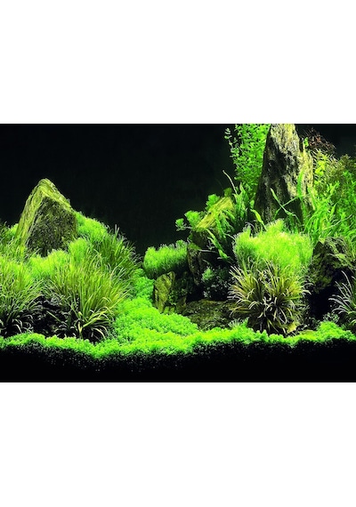 Kanki Pet Kp5540035 Akvaryum Arka Fon Yapıştırma 55 X 40 Cm