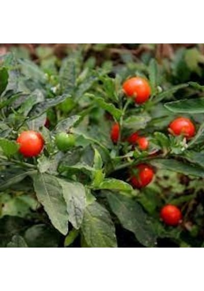 10 Adet Tohum Nadir Hint Ginsengi Bitki Ağaç Tohumu Şifalı Bitki
