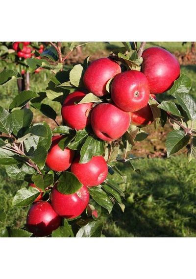 Tüplü Mayhoş Yazlık Summer Red Elma Fidanı